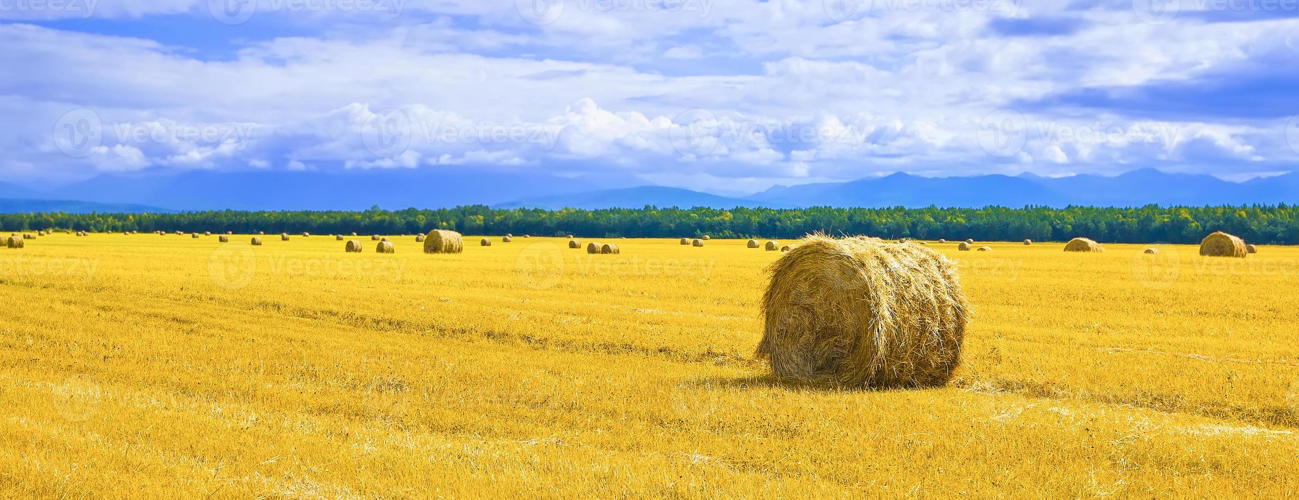 The big round bales of straw in the meadow. Selective focus photo