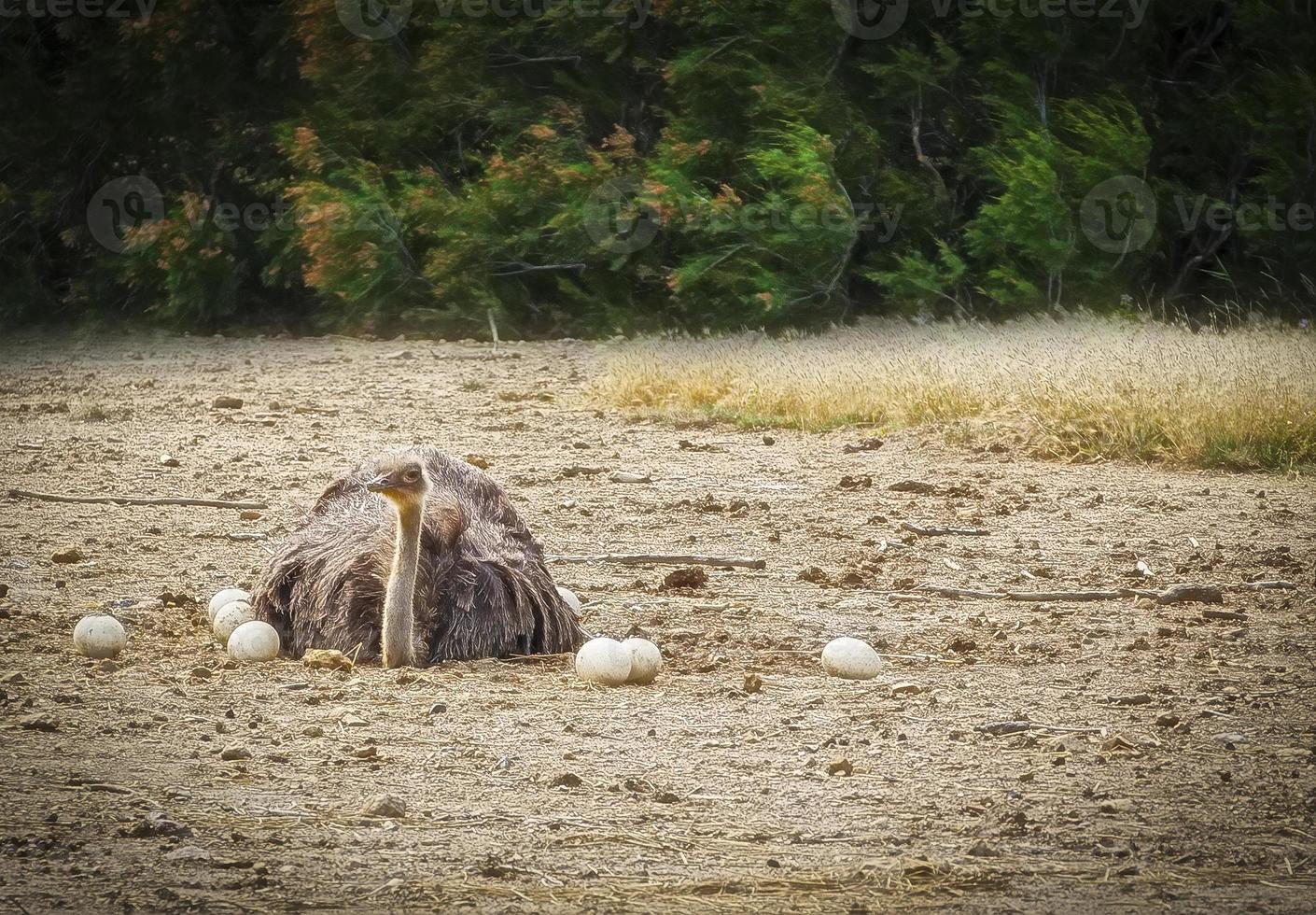 avestruz africano macho en el nido sentado en los huevos hasta que eclosionan foto