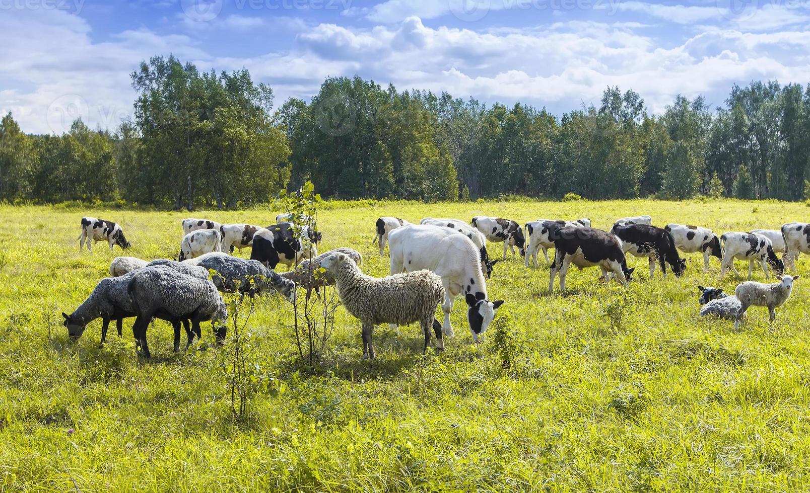 The flock of sheep and cows pasturing on green and yellow grass in a sunny day photo