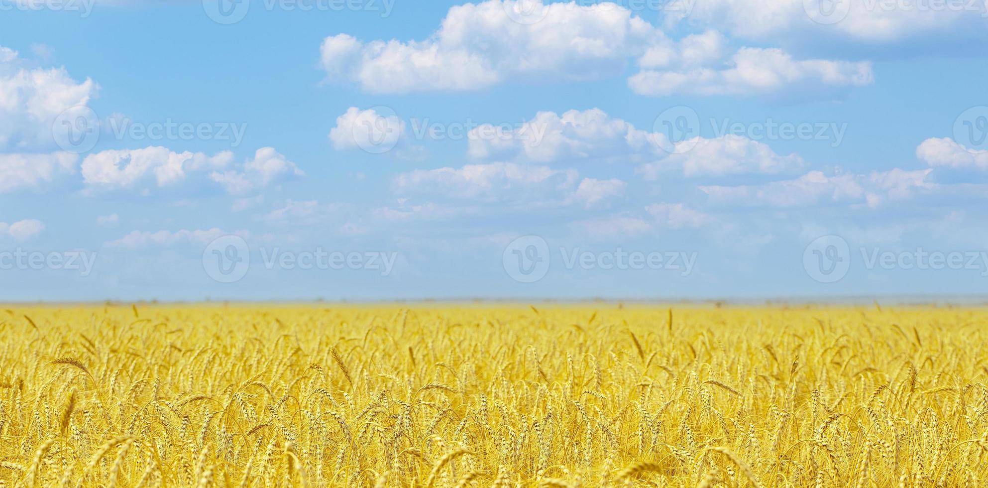 campo agrícola amarillo con trigo maduro y cielo azul con nubes. enfoque selectivo foto