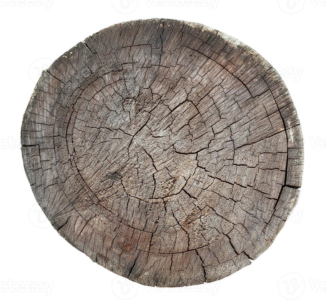 Wooden old stump, wood texture background isolate on white photo