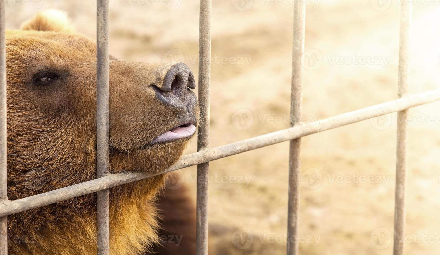 brown bear in a cage in warm directional light. Selective focus. Kamchatka Peninsula photo