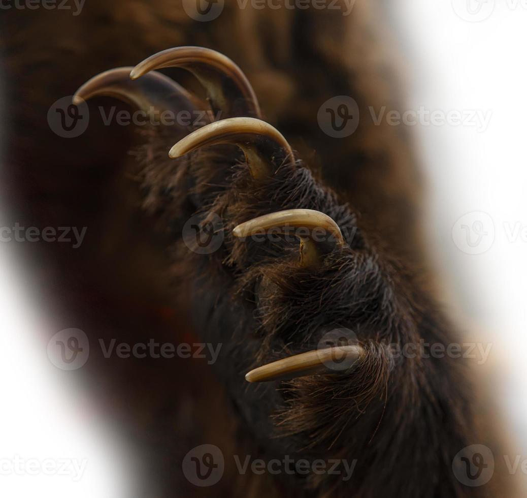 brown bear paw isolated on white background photo