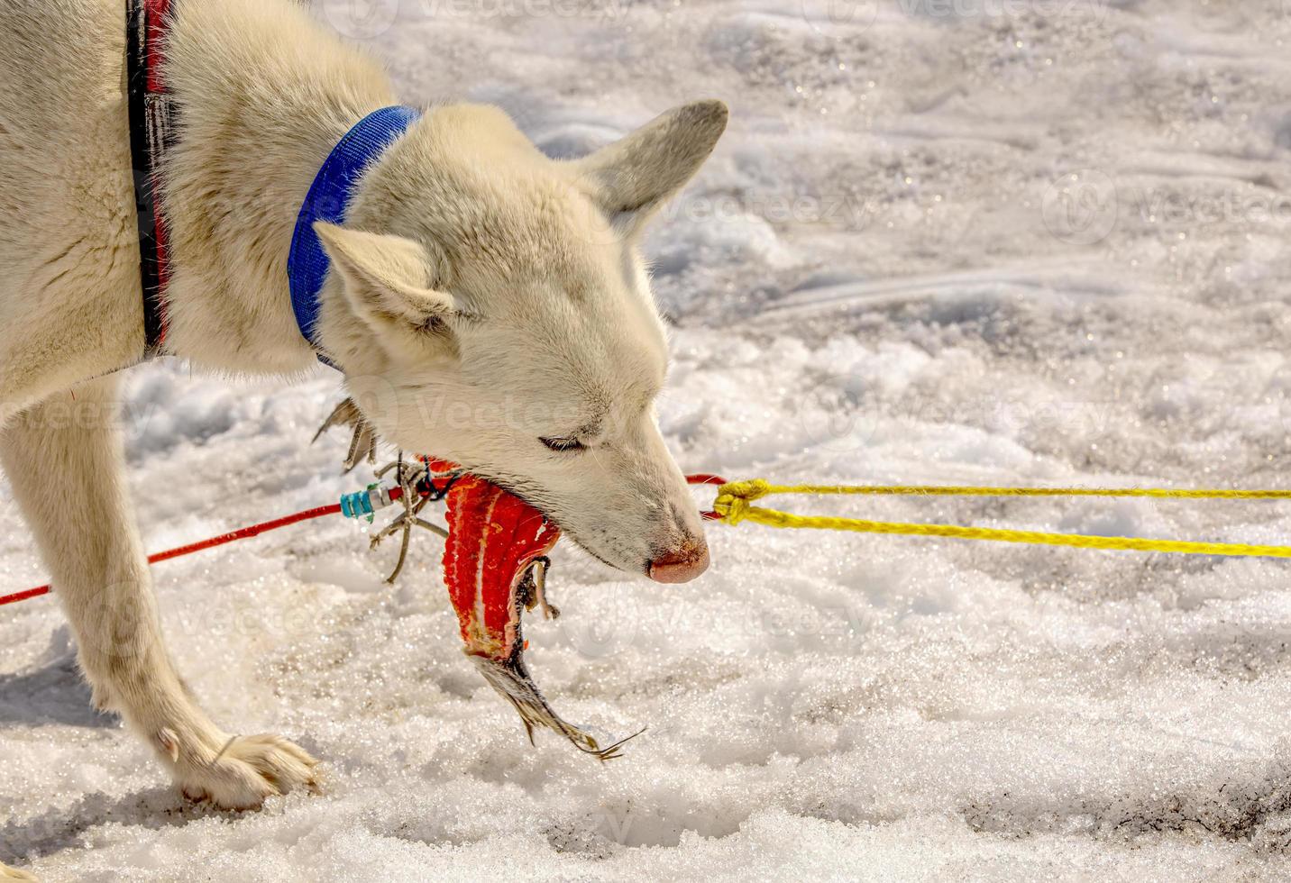 los perros esquimales en un equipo descansan y comen pescado. península de kamchatka foto
