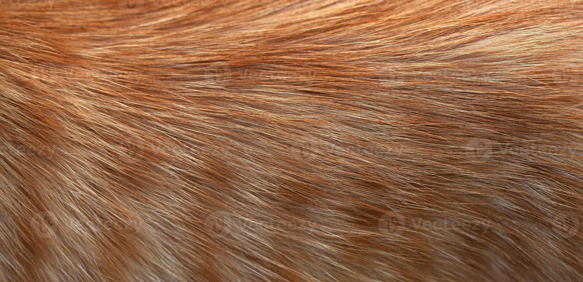 Close-up of ginger cat fur. Texture, background photo