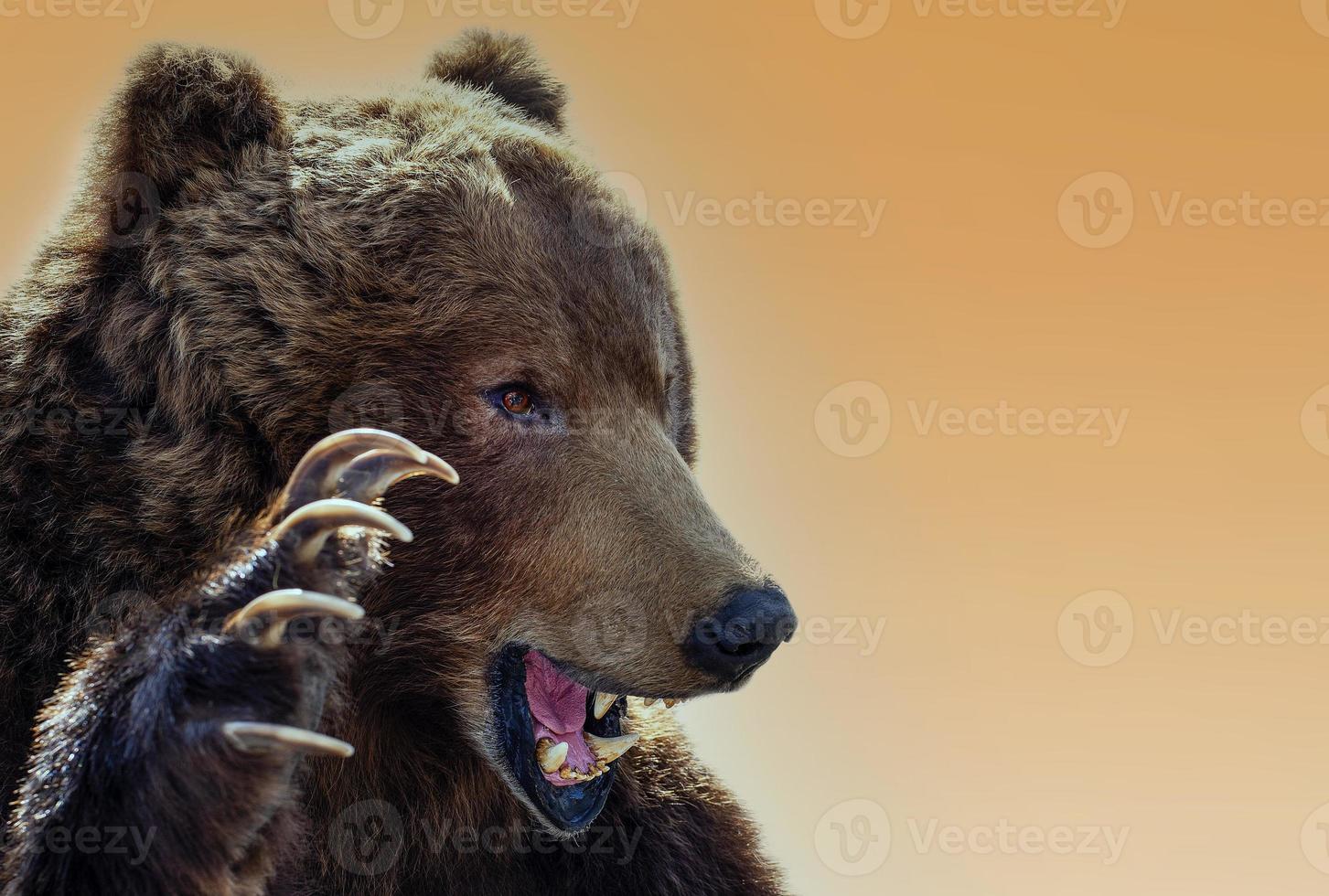 Taxidermy of a Kamchatka brown bear on white background photo