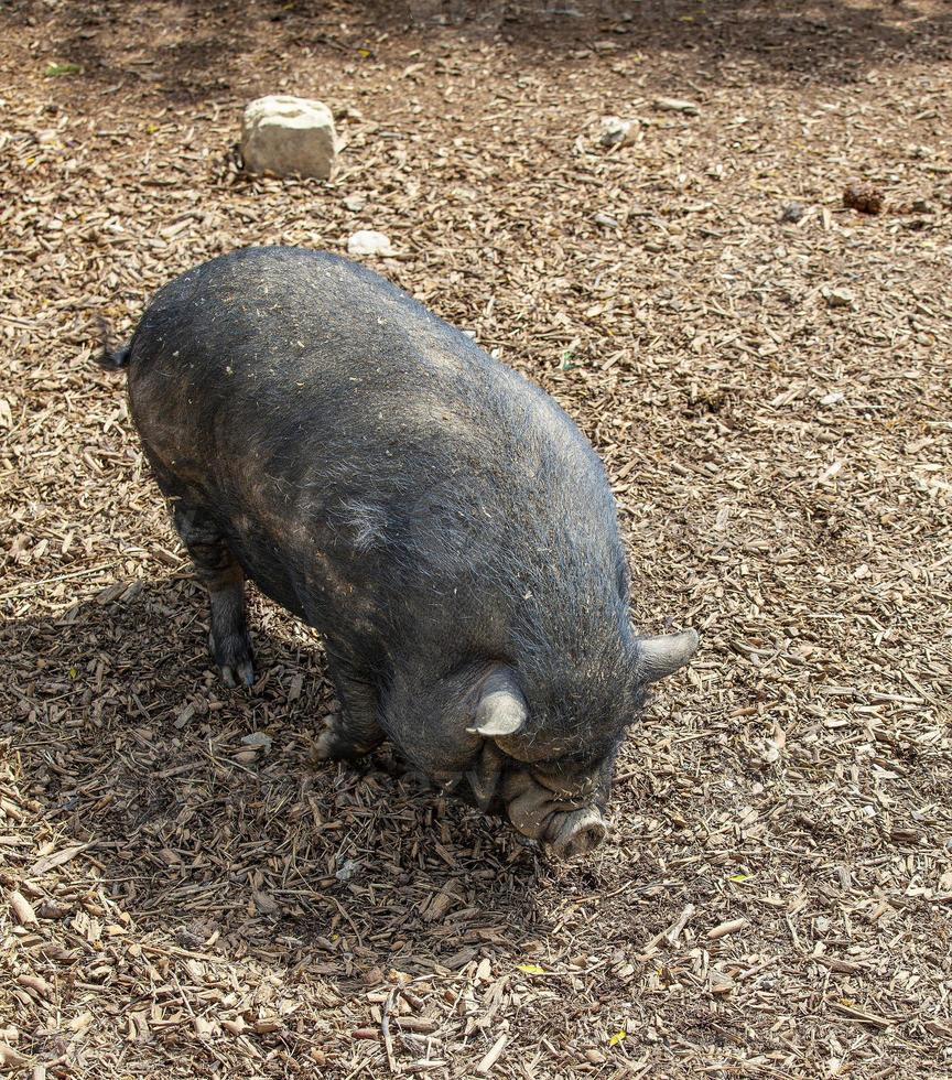 fat black pig at the zoo in France photo