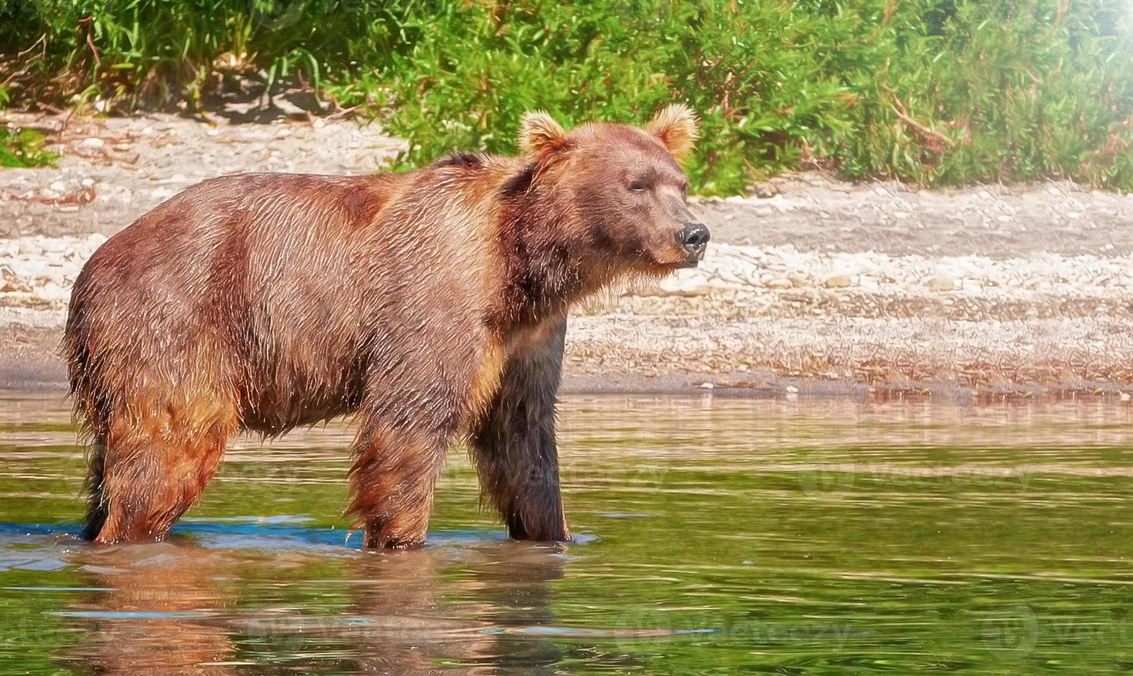 Kamchatka brown bear on the lake in summer photo