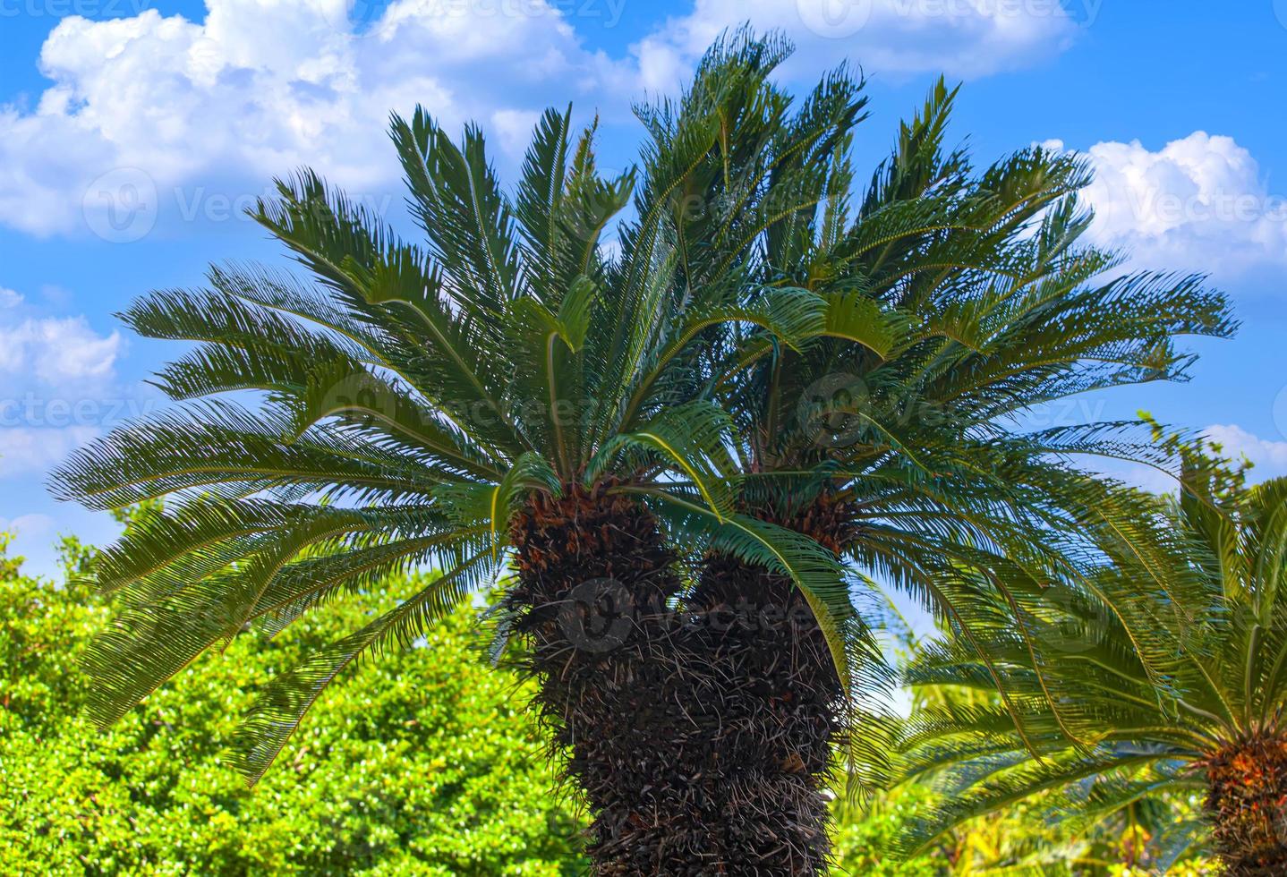 Palm tree with blue sky, tropical background. Selective focus photo