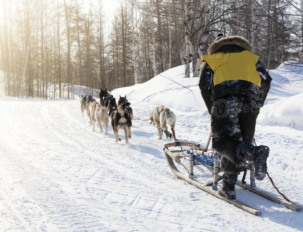 The musher hiding behind sleigh at sled dog race on snow in winter photo