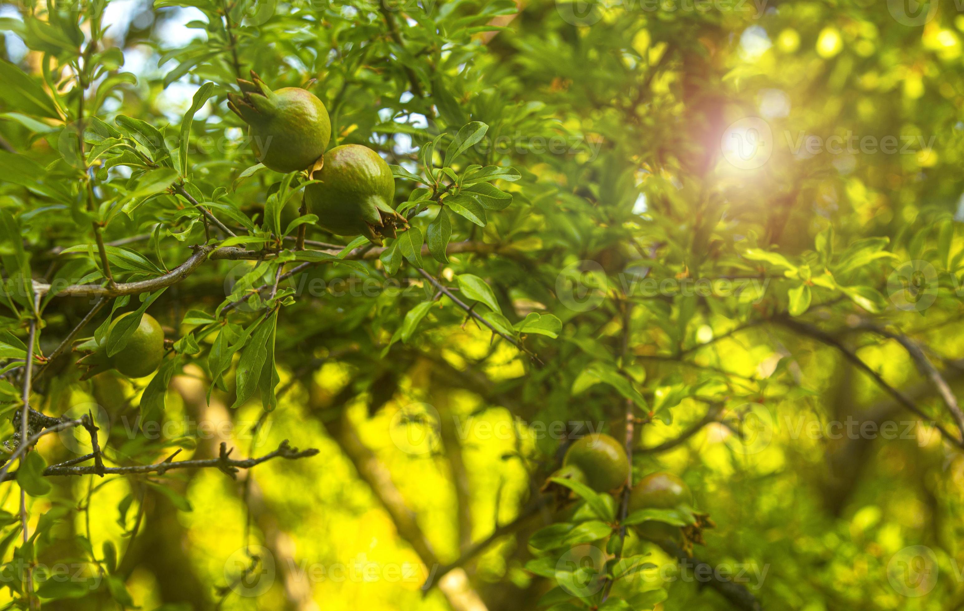 Unripe Pomegranate?  Learn How To Tell & What To Do Next! - wpaerjz