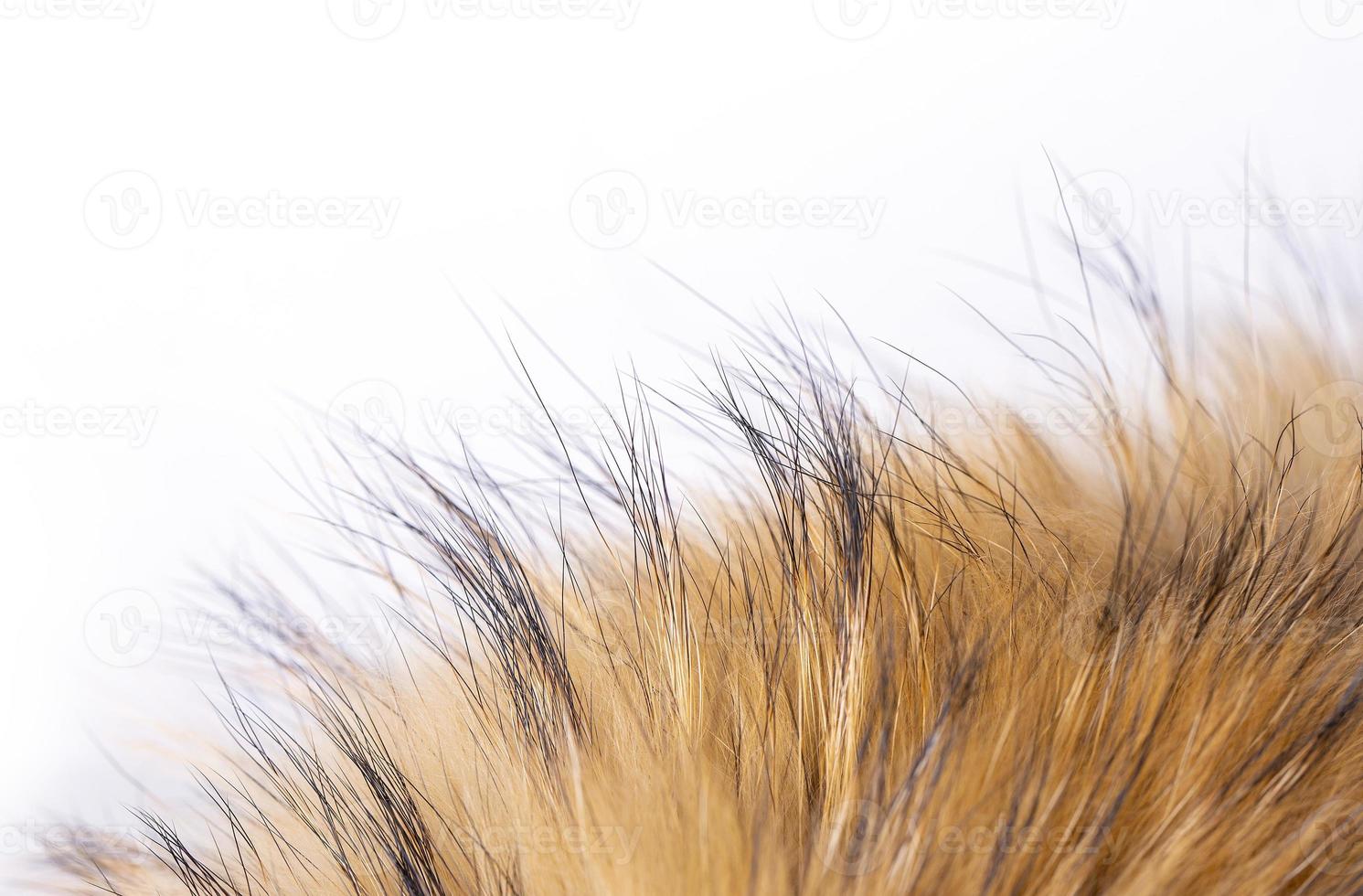 Polar Fox fur as texture or background. Selective focus photo