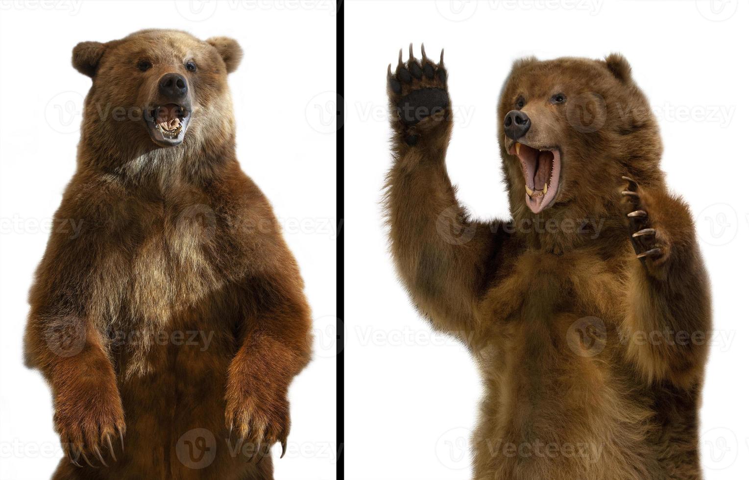 The close up Taxidermy of a Kamchatka brown bear on white background photo