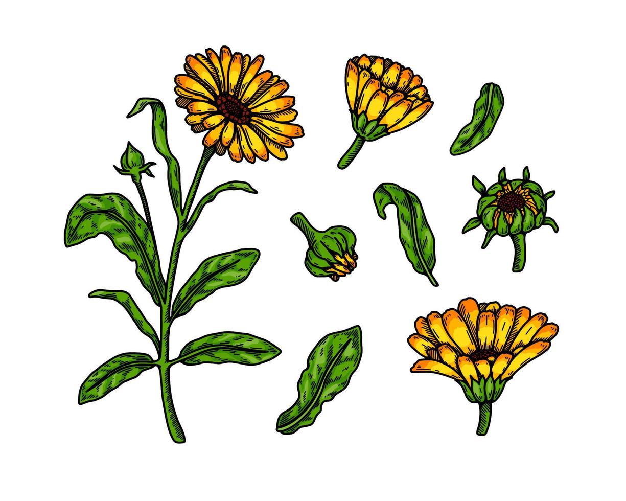 conjunto de plantas con flores de caléndula dibujadas a mano aisladas sobre fondo blanco. ilustración vectorial en estilo de boceto coloreado. elemento de diseño botánico vector