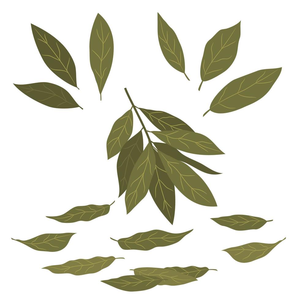 Bay leaf vector illustration. Set of fresh bay leaf herb isolated on white background vector Illustration.