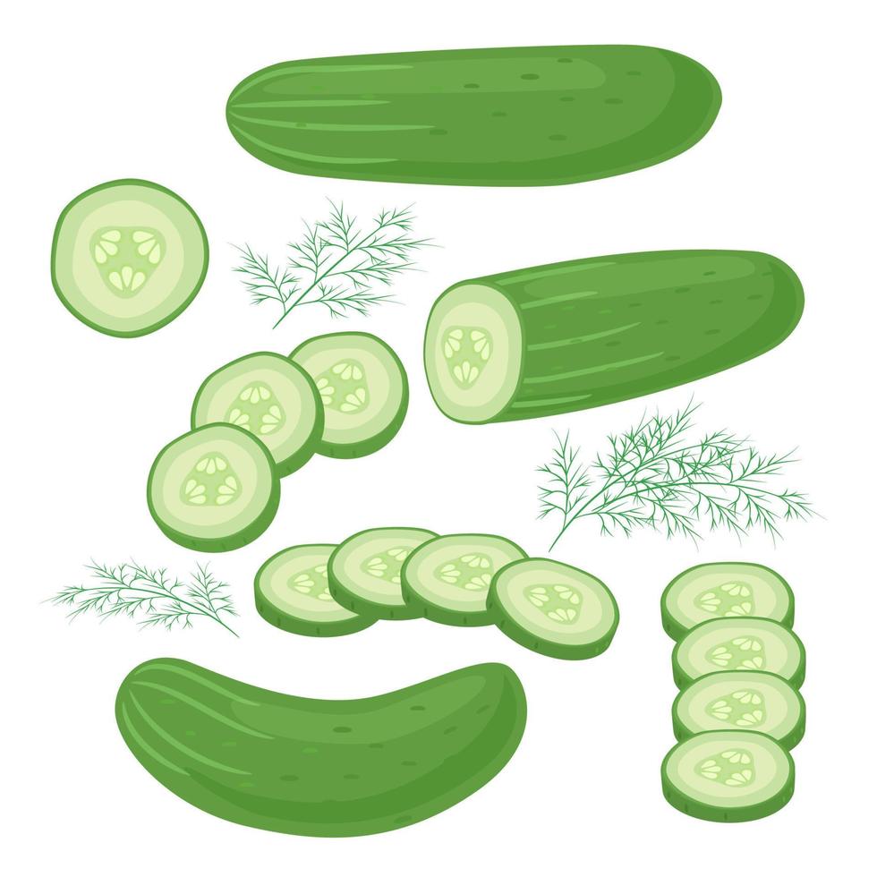 Cucumbers whole, slices and dill isolated. Vector illustration of vegetables on a white background. Healthy food design. Ingredients for cooking.