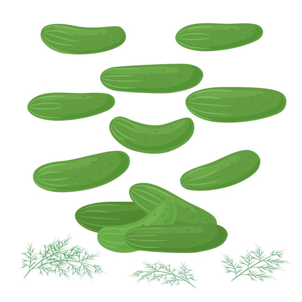 Cucumbers whole isolated. Vector illustration of vegetables on a white background. Healthy food design. Ingredients for cooking.