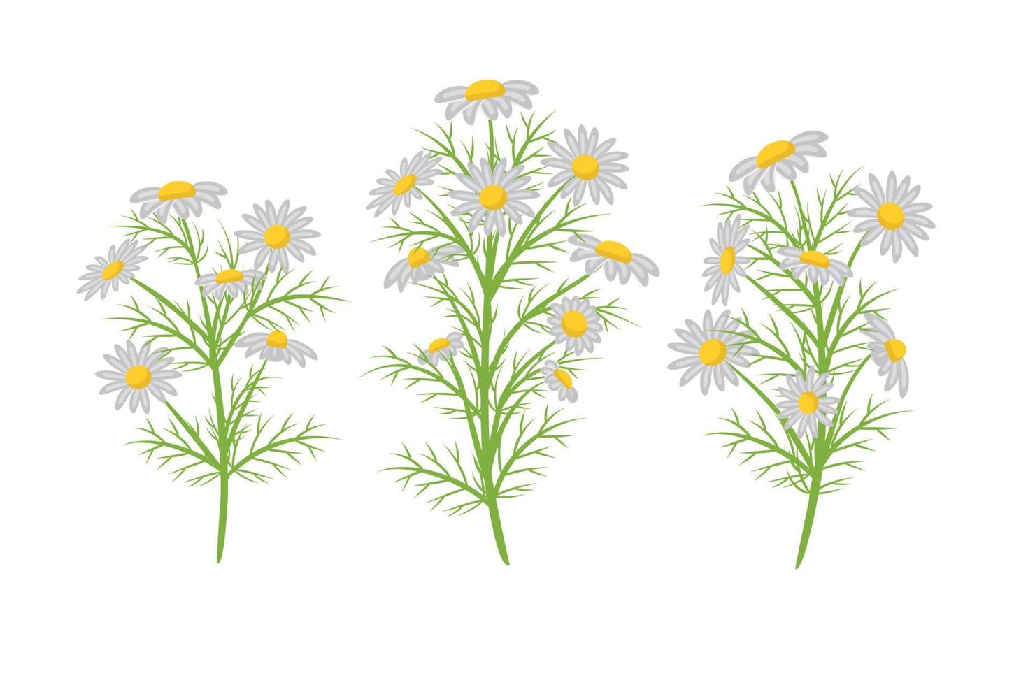 Vector set realistic illustration of chamomile. Isolated on white background. Design for herbal tea, natural cosmetics, health care products, aromatherapy, homeopathy.