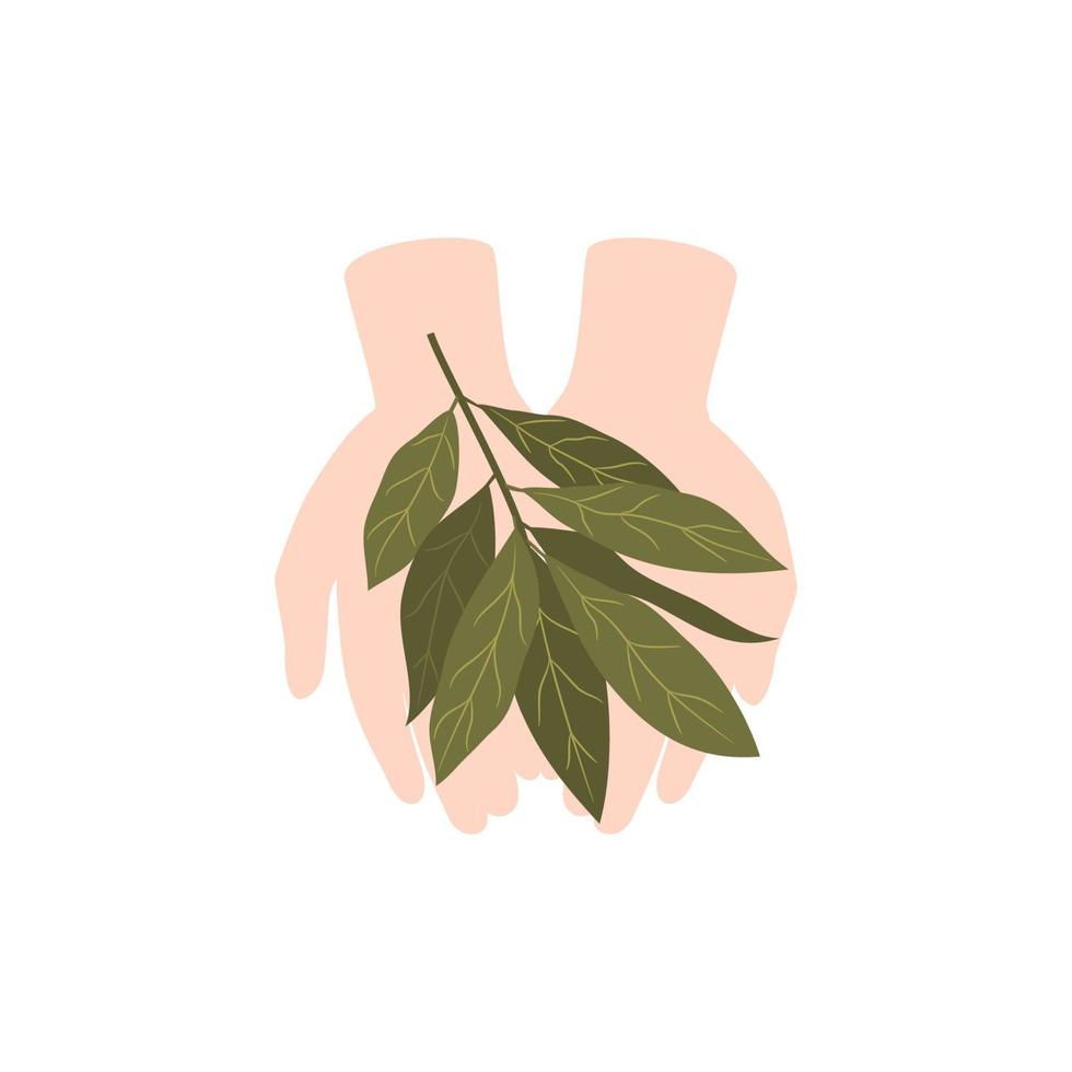 Hands holding Bay leaf isolated on white background. Vector illustration.