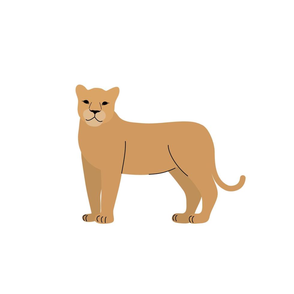 Vector illustration of lioness on a white background. Big cat.