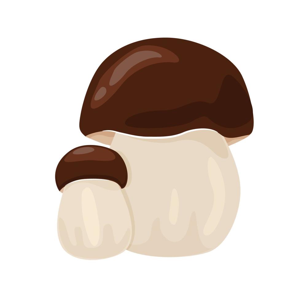 Two beautiful fresh mushrooms vector illustration. Boletus edulis isolated on a white background. Autumn mushroom collection season.