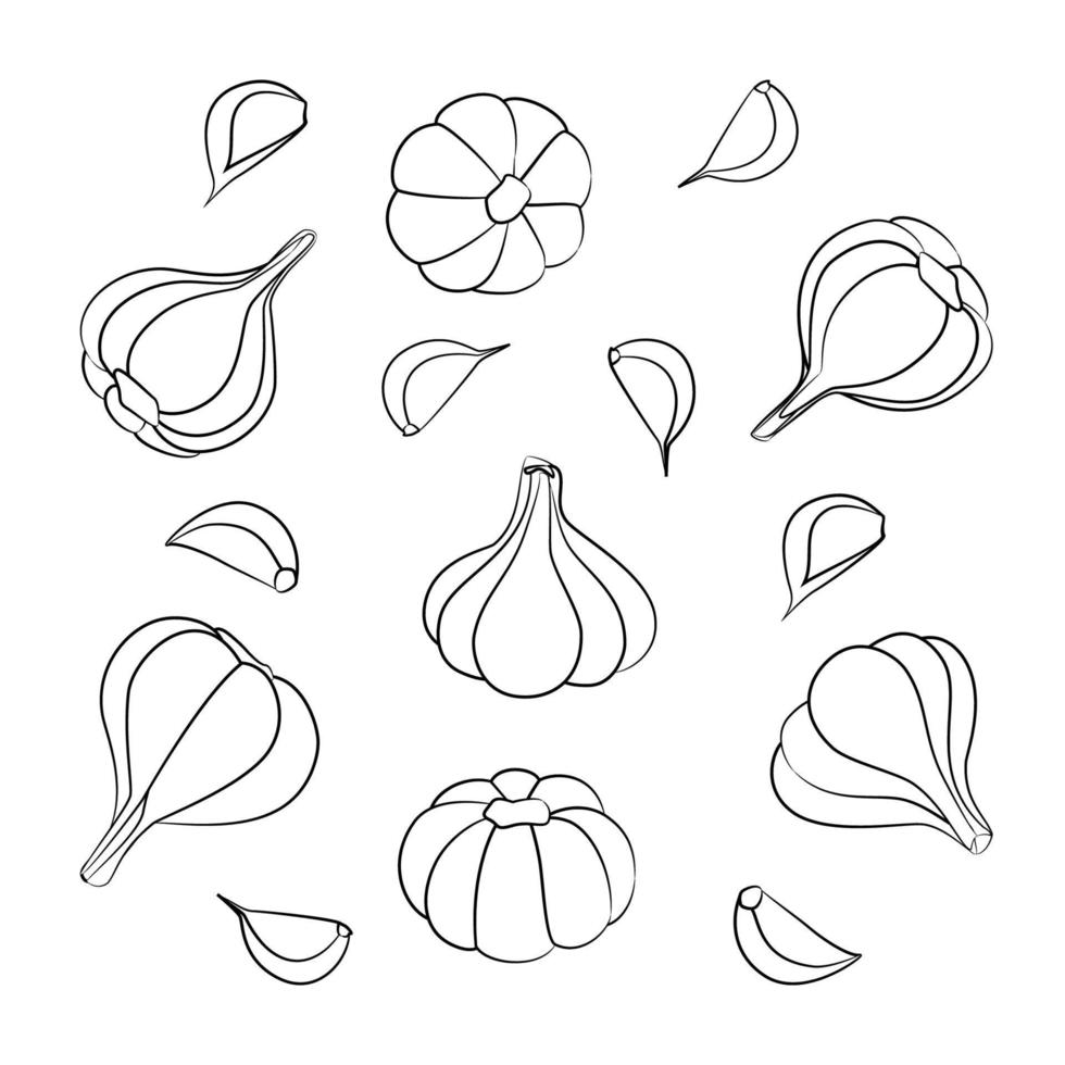 ajo y dientes de ajo en una ilustración vectorial de estilo lineal. conjunto de ajo blanco y negro aislado sobre fondo blanco. ilustración de verduras comida vegana. vector