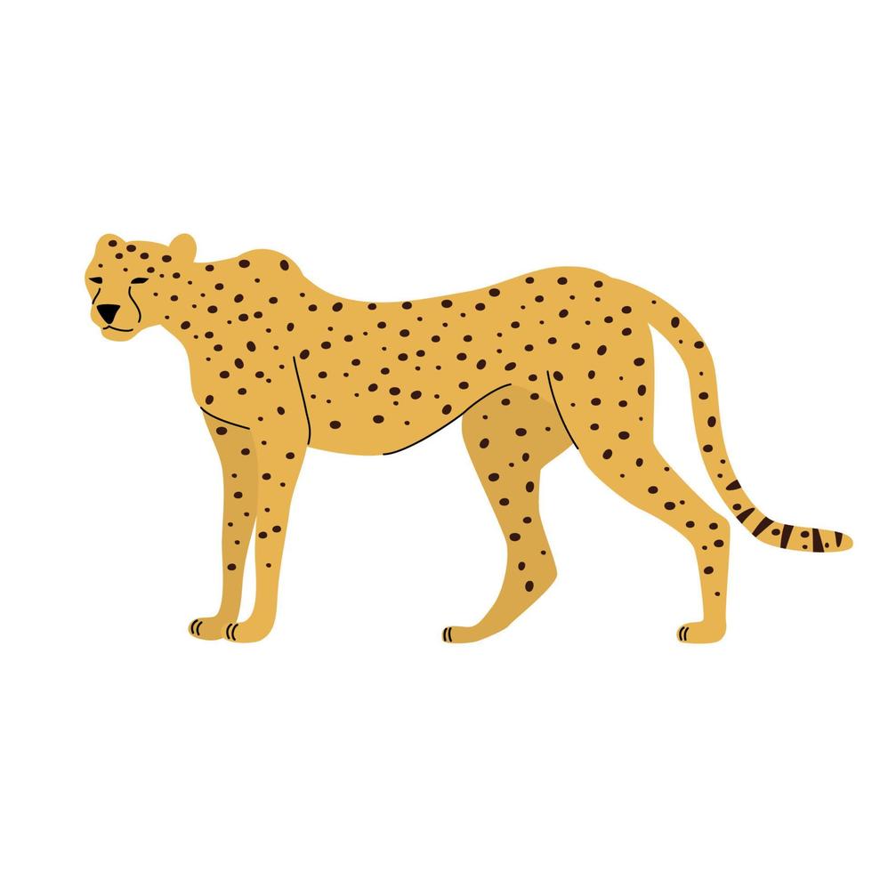 Vector illustration of cheetah on a white background. Big cat.