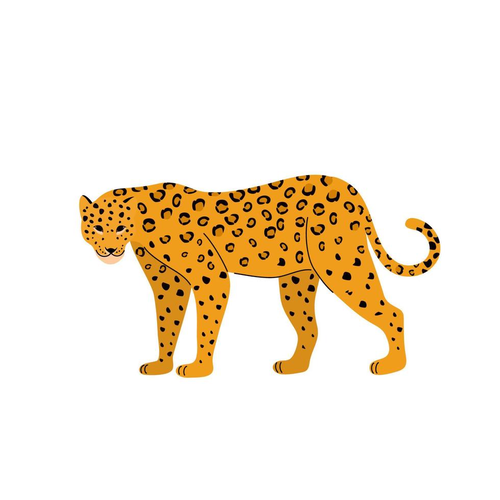 Vector illustration of Leopard on a white background. Big cat.