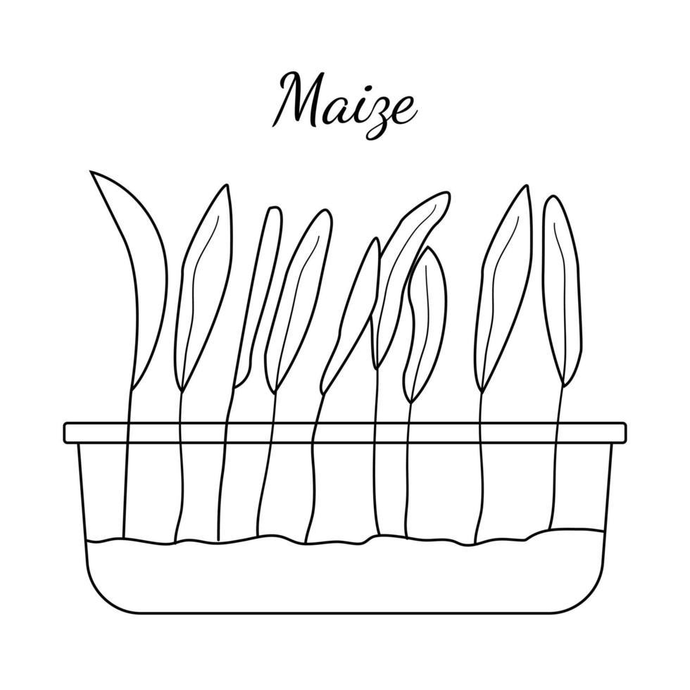 Hand drawn maize micro greens. Vector illustration in sketch style isolated on white background.