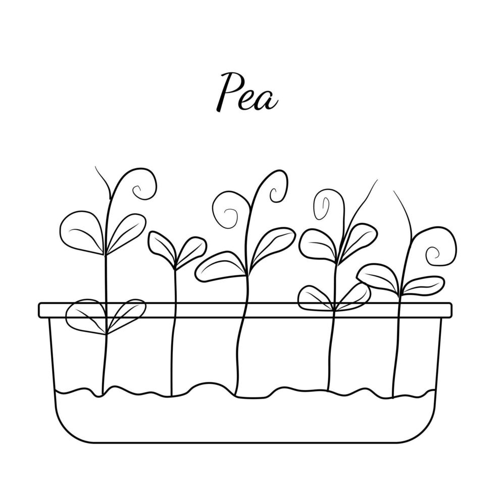 Hand drawn pea micro greens. Vector illustration in sketch style isolated on white background. Vector EPS10