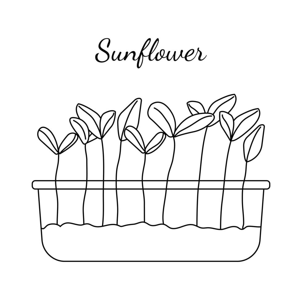 Hand drawn sunflower micro greens. Vector illustration in sketch style isolated on white background. Vector EPS10
