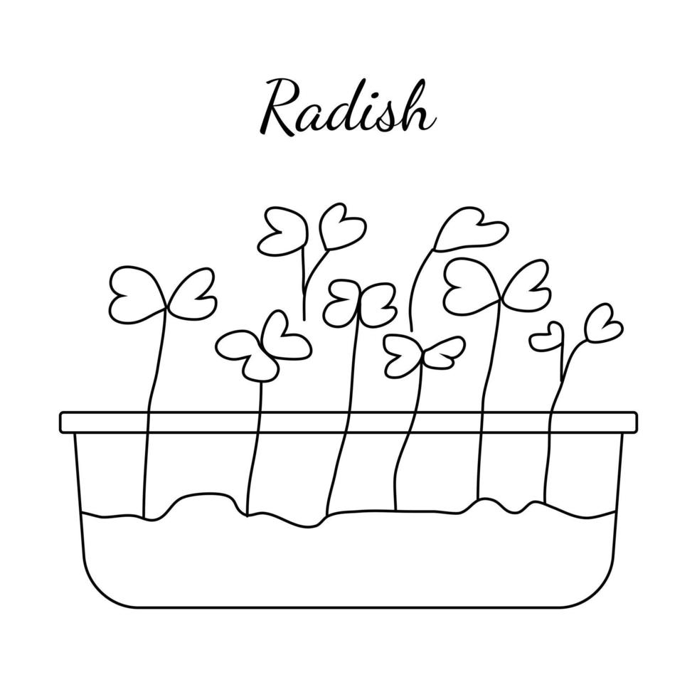 Micro verduras de rábano dibujadas a mano. ilustración vectorial en estilo boceto aislado sobre fondo blanco. eps10 vectoriales vector