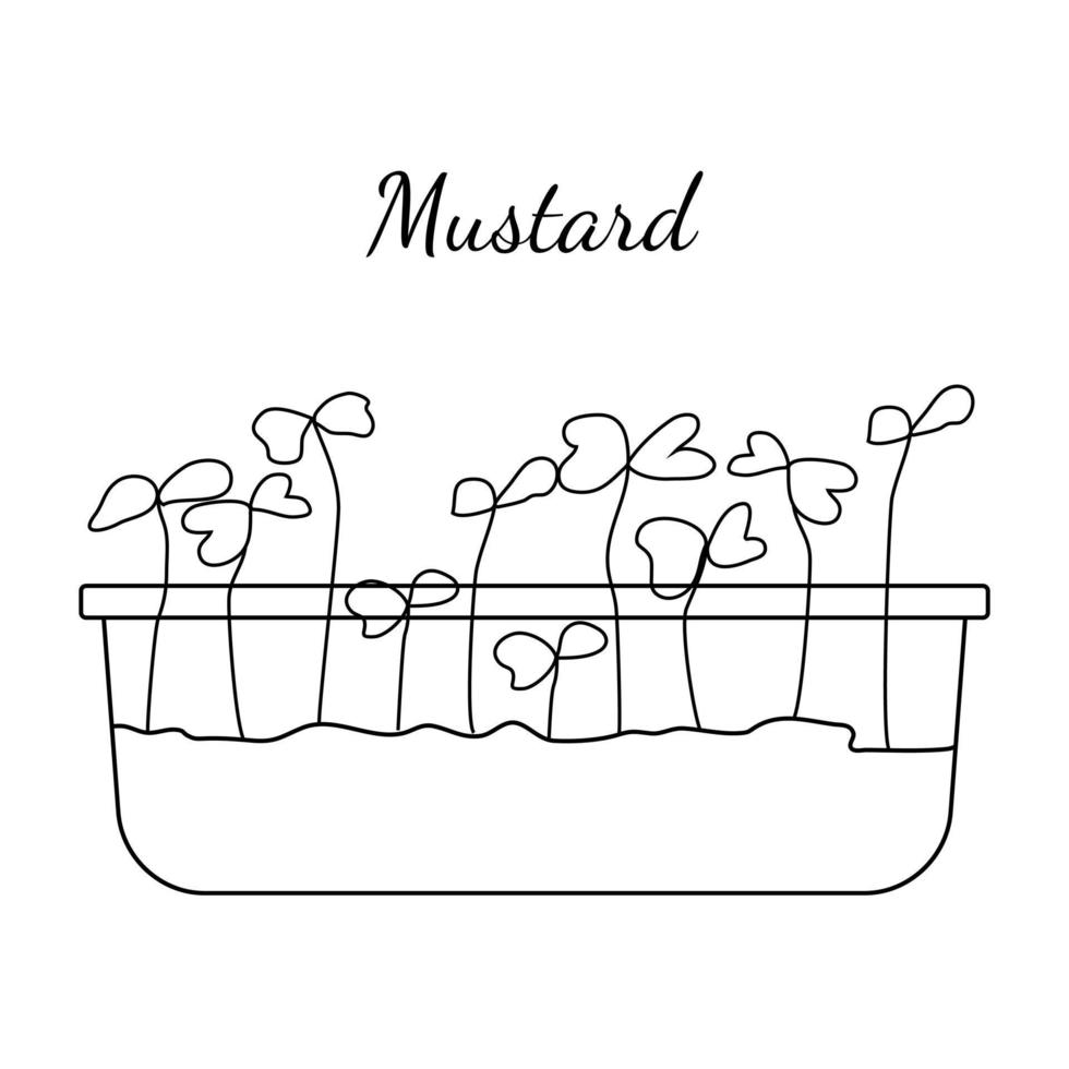 Hand drawn mustard micro greens. Vector illustration in sketch style isolated on white background. Vector EPS10