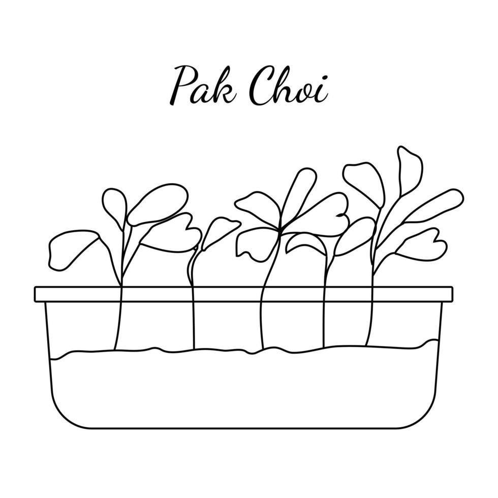 Pak choi micro greens dibujados a mano. ilustración vectorial en estilo boceto aislado sobre fondo blanco. eps10 vectoriales vector