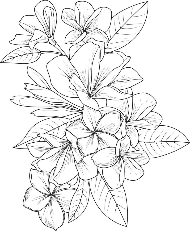 Frangipani flower drawing, vector illustration, Bouquet of plumeria flowers hand-drawn pencil sketch coloring page, and book for adults isolated on white background floral element tattooing.