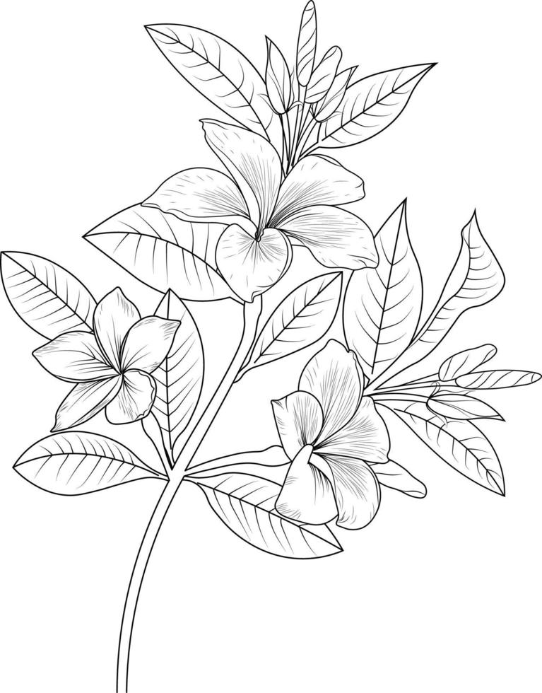 un libro de coloreado de flores dibujado a mano, ilustración vectorial artística, flores de flor plumeria aisladas en fondo blanco, boceto de la colección botánica de ramas de hojas de arte para adultos y niños vector