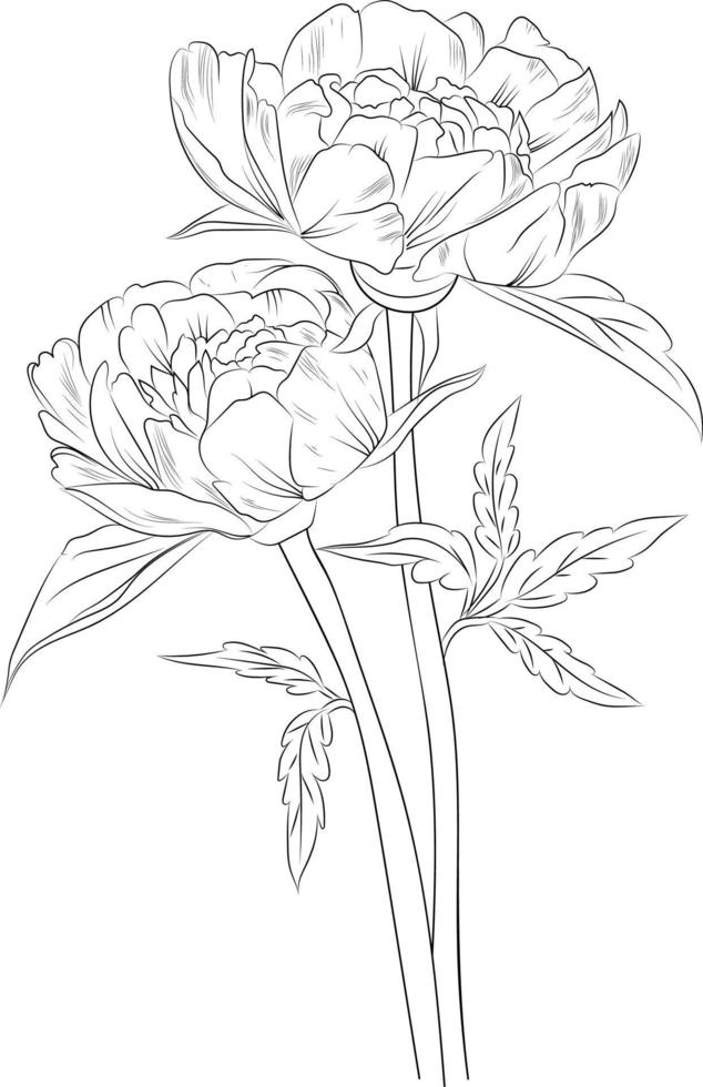 Sketch of flower blossom peony hand-drawn vector illustration branch of leaves botanical collection pencil art, background coloring books for children and adults isolated image on white background.