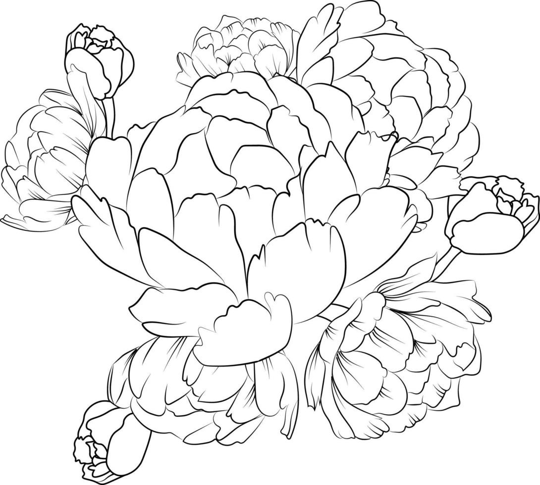 Black outline drawing is perfect for coloring pages or books for children or adults. peony flower vector