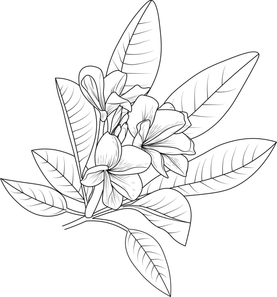 Hand-drawn frangipani flower coloring book of vector illustration artistic blossom flowers plumeria isolated on white background, sketch art leaf branch botanic collection for adult and children.