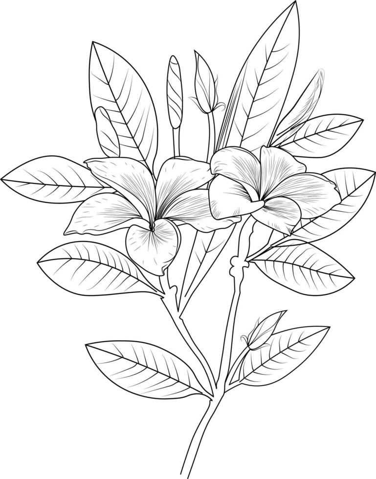 Frangipani flower, vector art leaves botanical collection blossom plumeria, isolated on white background, sketch art, hand-drawn illustration, coloring books, and page for children or adults.