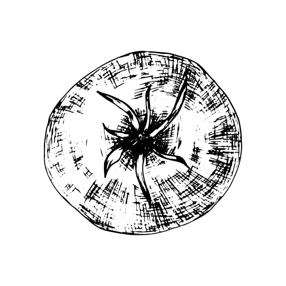 Tomato top view vector grafic sketch. Hand drawn tomato ink pen illustration