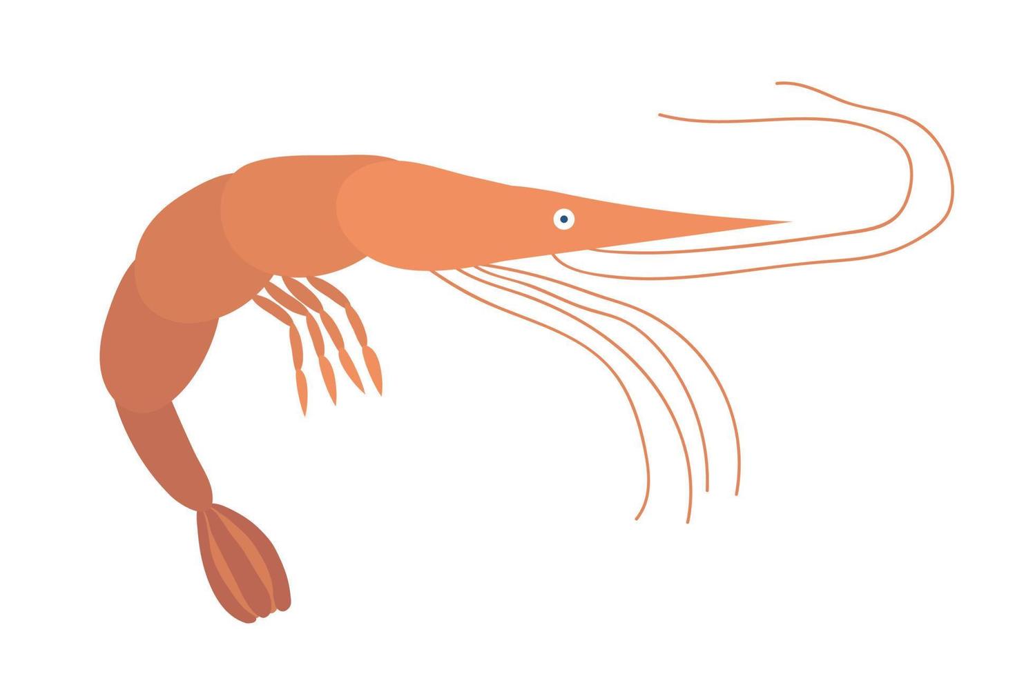 ilustración vectorial de camarones. boceto de gambas estilo dibujos animados dibujados a mano. linda ilustración simple de mariscos. vector