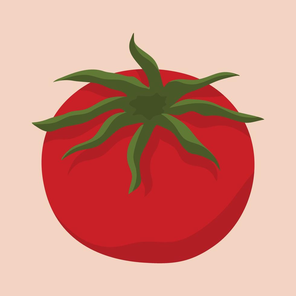 close up illustration of fresh tomatoes vector