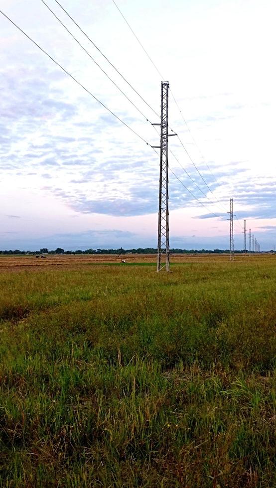 Vertical photo of Summer Ricefield