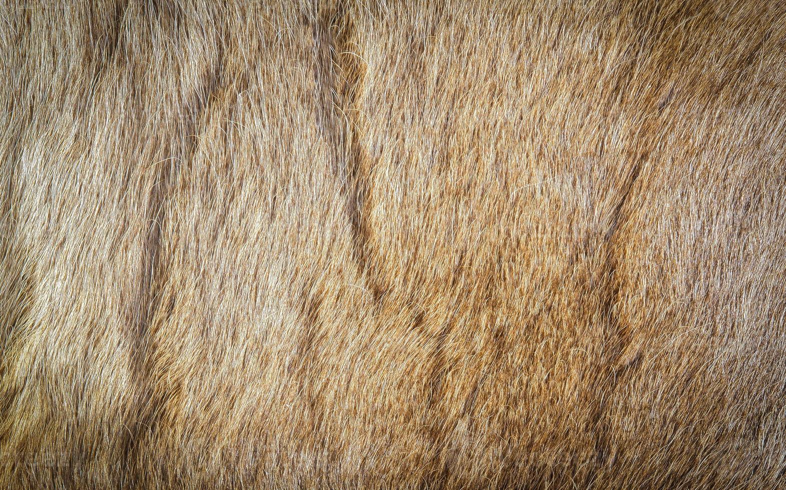 Colored reindeer fur texture. photo