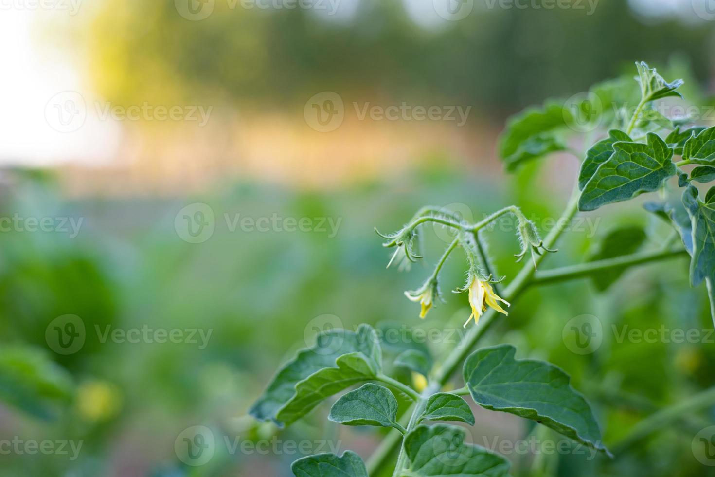 Blooming tomato plants ready to produce photo