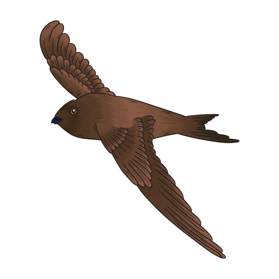 Sriti bird vector, this bird is still often found vector