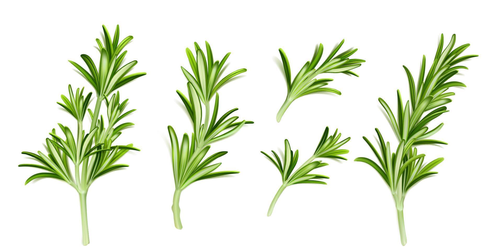 Realistic set of rosemary branches on white vector