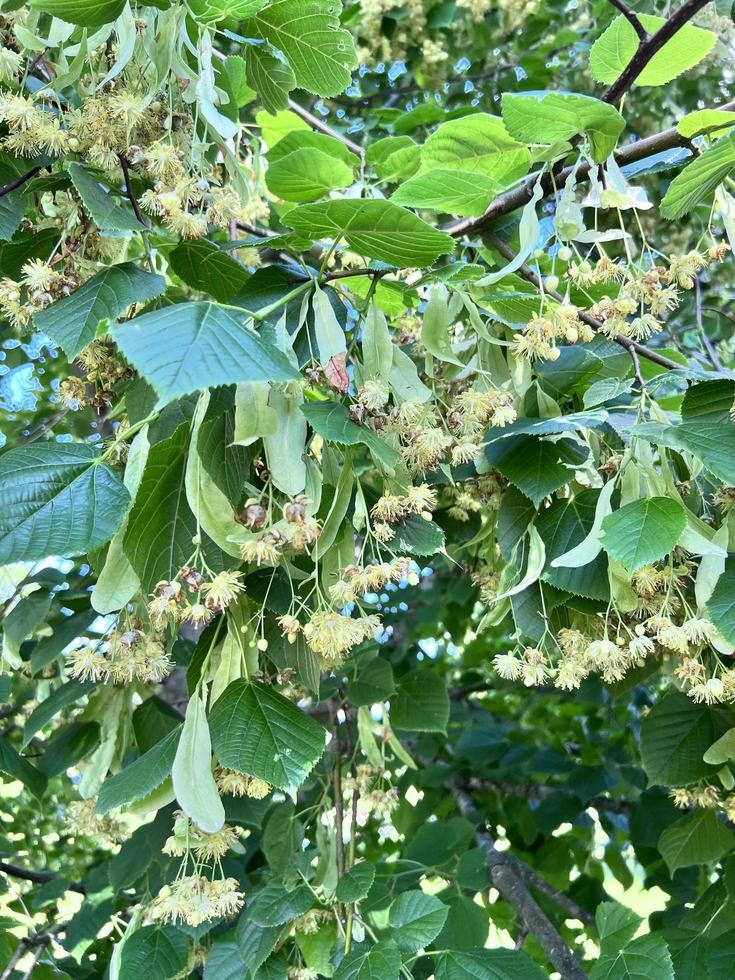 Flowering linden tree photo