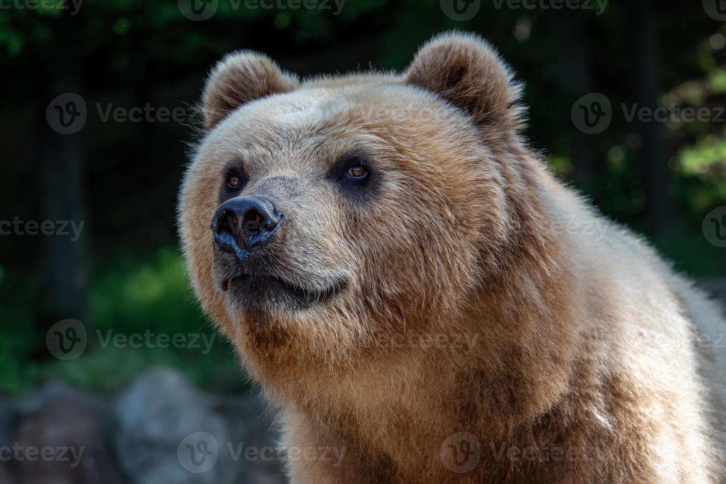 oso kamchatka en la hierba, ursus arctos beringianus foto